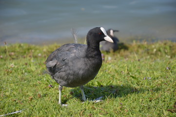 Ente