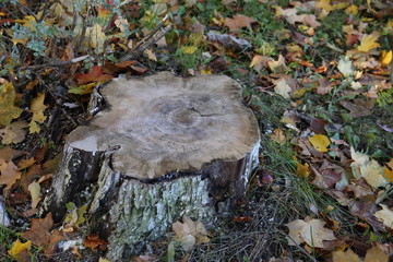 Stump in the forest