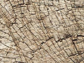 Fototapeta premium zbliżenie pnia drzewa