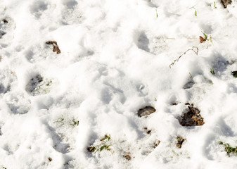 grass under the snow