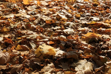 Leaf litter