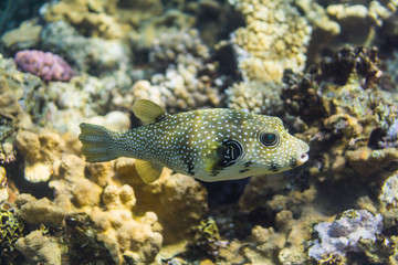Whitespotted puffer