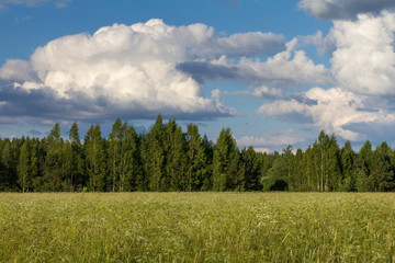 field and forest in the distance  and blue sky with clouds