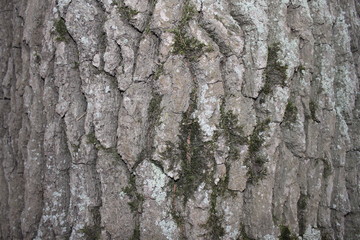 tree bark