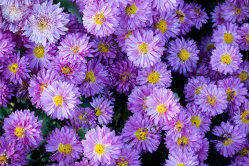 Pink and violet chrysanthemum flowers. Nature background.