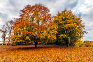 Autumnal Trees at Silver Sands park, Aberdour, Fife, Scotland