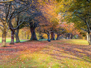 Autumnal Trees at Silver Sands park, Aberdour, Fife, Scotland
