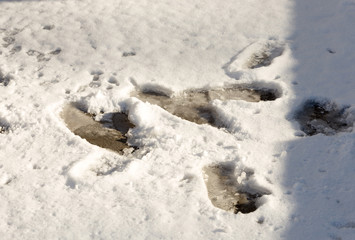 traces on snow shoes