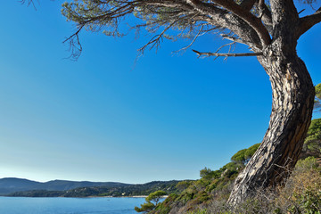pin parasol courbé sur la mer