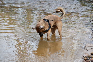 The dog runs and plays on the water.