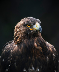 Fototapeta premium GOLDEN_EAGLE