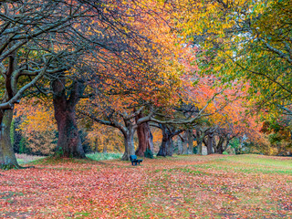 Autumnal Grove of trees at Silver Sands Park, Aberdour, Fife, Scotland