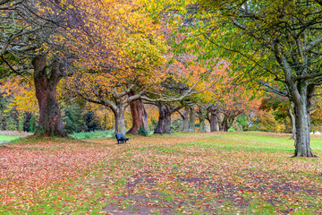 Autumnal Grove of trees at Silver Sands Park, Aberdour, Fife, Scotland