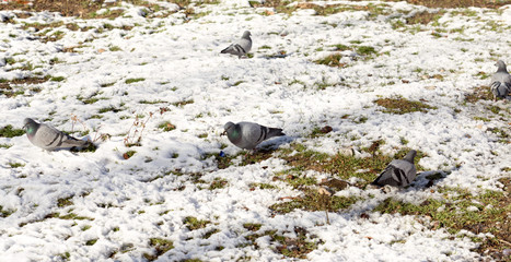 In winter, among the flocks of pigeons are eating grass and walks.