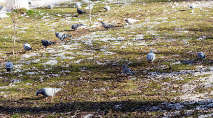 In winter, among the flocks of pigeons are eating grass and walks.