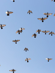 Flock of Rock Pigeons Flying in a Blue Sky