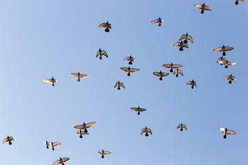 Flock of Rock Pigeons Flying in a Blue Sky