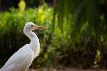  The cattle egret is a cosmopolitan species of heron found in the tropics, subtropics and warm temperate zones.