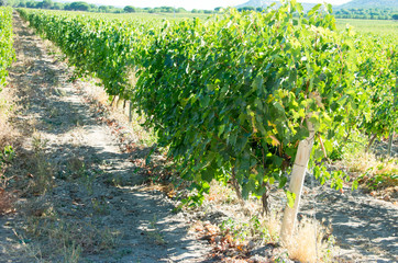 field of grapes before the vintage in Ribera de Duero in Spain