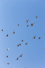Flock of Rock Pigeons Flying in a Blue Sky