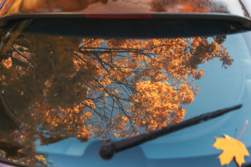 reflection of the autumn crown of leaves in the rear window of the car