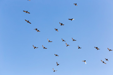 Flock of Rock Pigeons Flying in a Blue Sky