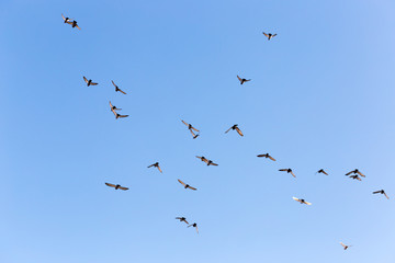 Flock of Rock Pigeons Flying in a Blue Sky