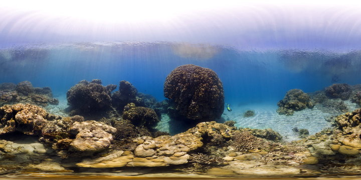 Massive Ancient Coral Head, Ilot Mato, New Caledonia