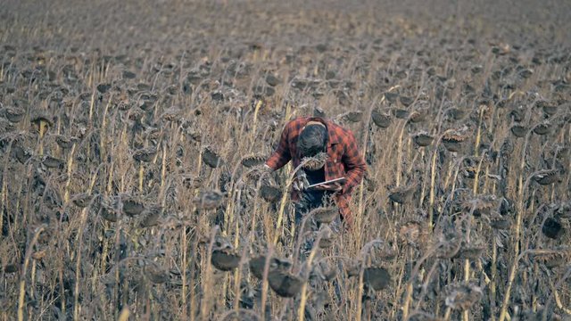 One man checking field with failed crops. Global warming concept.