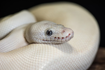 White snake close up