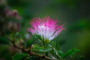 A Persian Silk Tree Flower blooming away in a soft blurry background on a beautiful bright day.