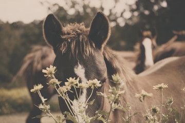 Rustic image of horse hiding behind flower on farm.