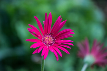 Red Sunflower blooming away on a beautiful spring day