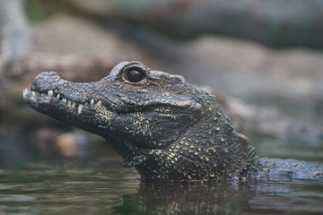 crocodile in water