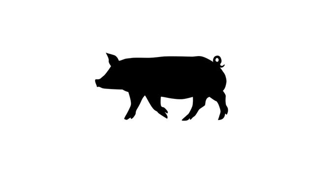 Silhouette of the black pig, animation on the white background