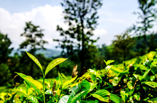 Green young tea leaves in the sun. Nuwara Eliya. Sri Lanka. Asia.
