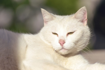 Naklejka na ściany i meble A beautiful white cat