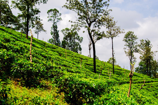 Cloudy sky over the slopes of tea plantations. Nuwara Eliya. Sri Lanka. Asia.
