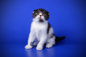 Scottish fold shorthair cat on colored backgrounds