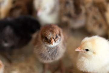 Newborn chickens