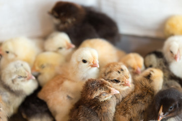 Newborn chickens