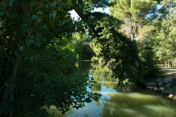 vegetation on the river bank in autumn sunny day
