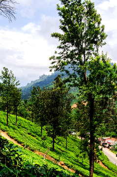 The slopes of tea plantations. Nuwara Eliya. Sri Lanka. Asia.
