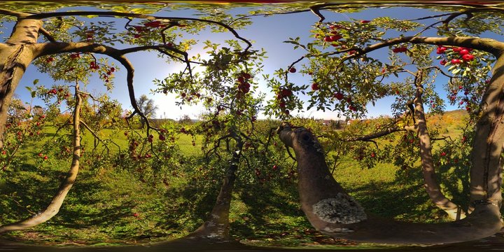 Inside A Red Apple Tree, Ammerbuch, Germany