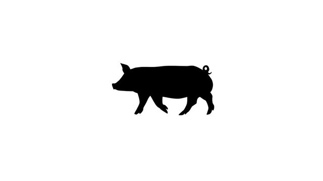Silhouette of the black pig, animation on the white background
