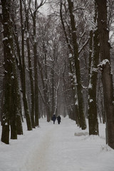 Snowfall in the city. People walk along the alley of the snow-covered Park.