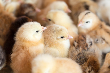 Newborn chickens