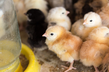 Newborn chickens