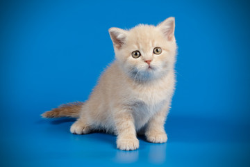 Scottish straight shorthair cat on colored backgrounds