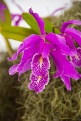 Orchid